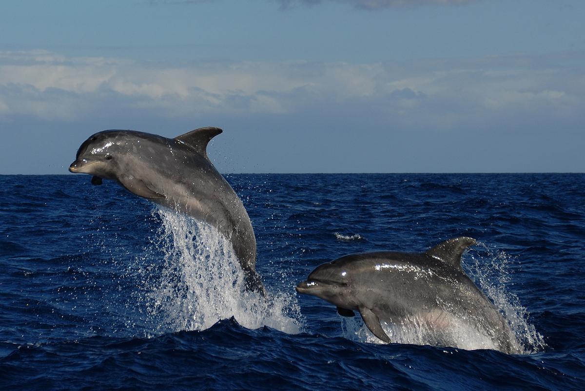 Foto de delfines mulares (toninas en Canarias).