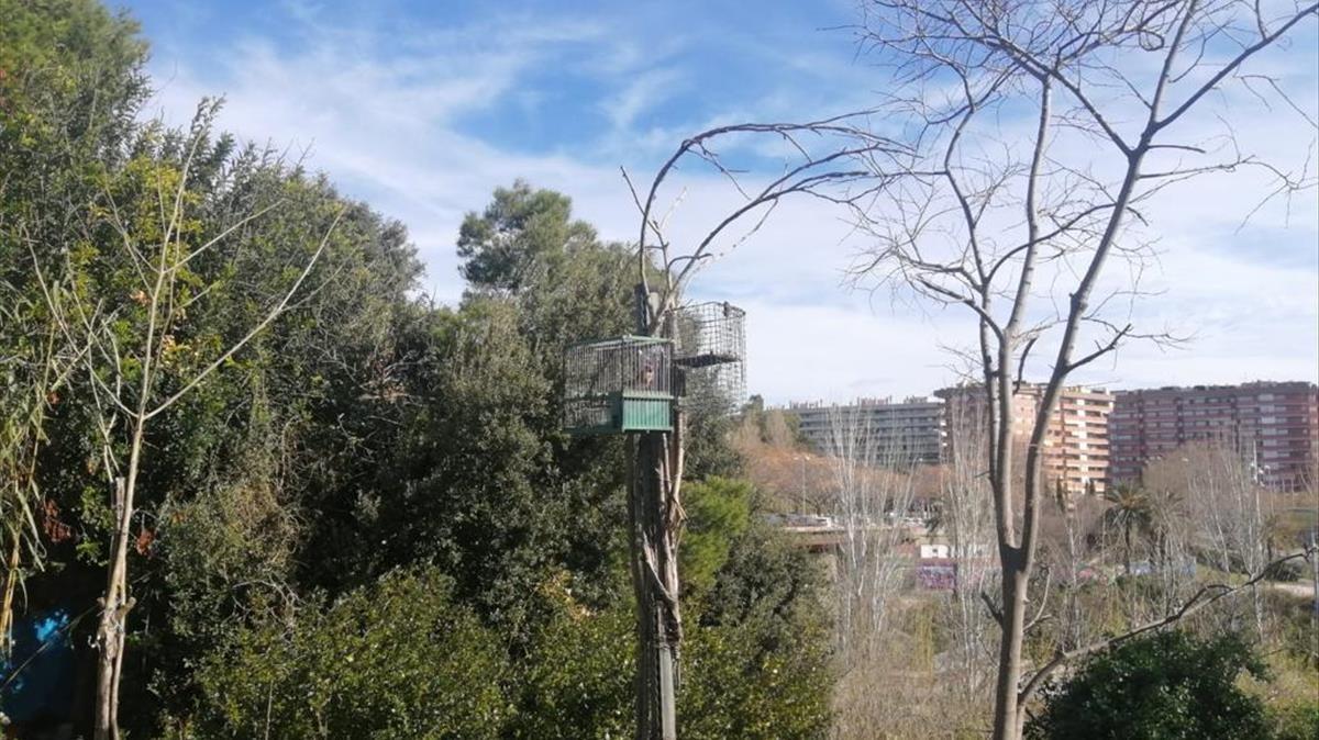 Jaula colocada en un árbol de L'Hospitalet.