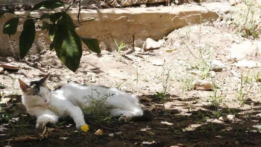 Un gato en una colonia del barrio de Santa María de Bonaire.