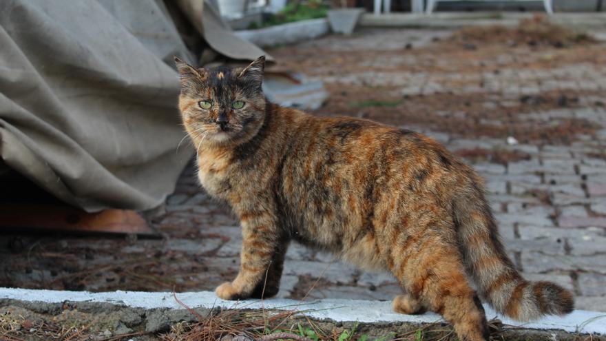 GATOS INTERJECCIÓN: Cuál es la palabra para ahuyentar a los gatos