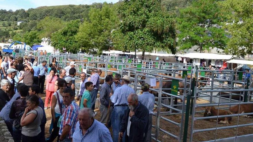 Exposición de ganado alistanosanabrés en una feria organizada en Porto.