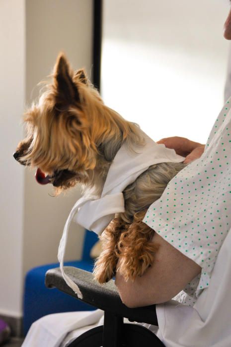 Primera visita de un perro al hospital de Ibiza.