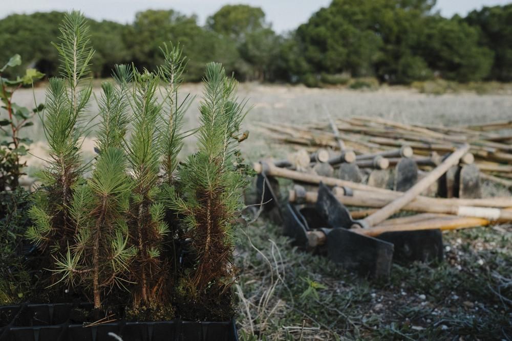 Plantación de especies autóctonas de alumnos del IES Mare Nostrum el día del arbol en el parque natural de las lagunas