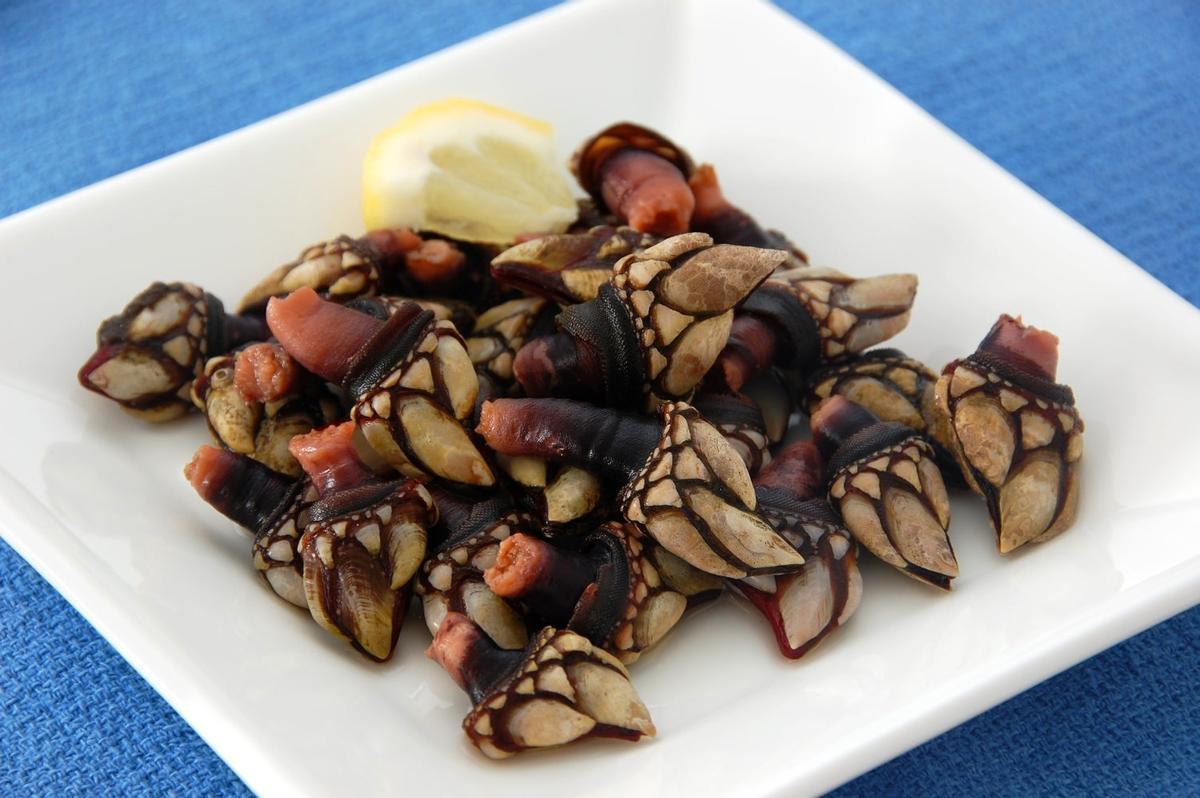 Percebes