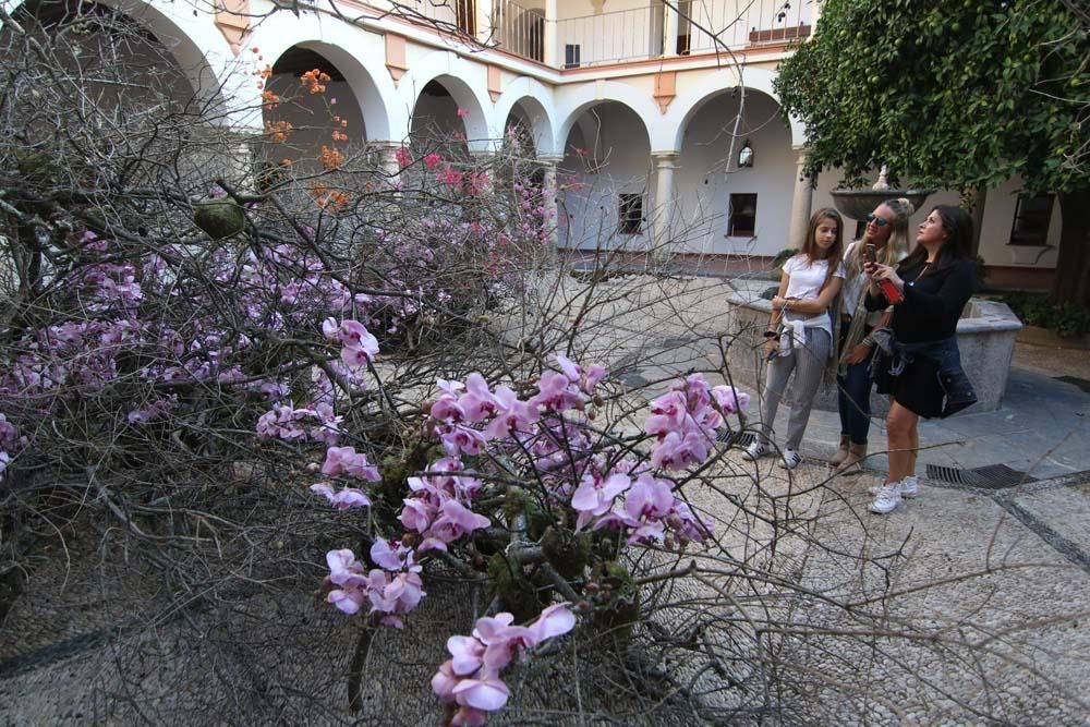 Los mejores artistas florales del mundo en Córdoba