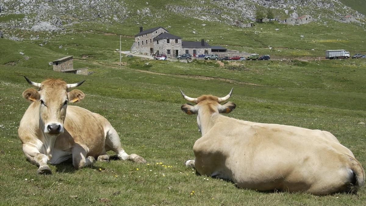 Dos reses, en Pinos, con Casa Mieres al fondo, antes de su clausura.