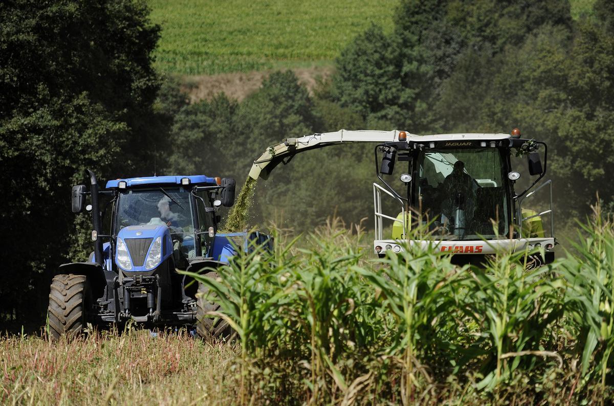 Trabajos de ensilado de maíz en una plantación en Meixome