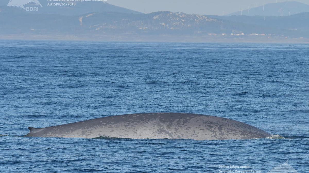 La ballena azul identificada dos años consecutivos.