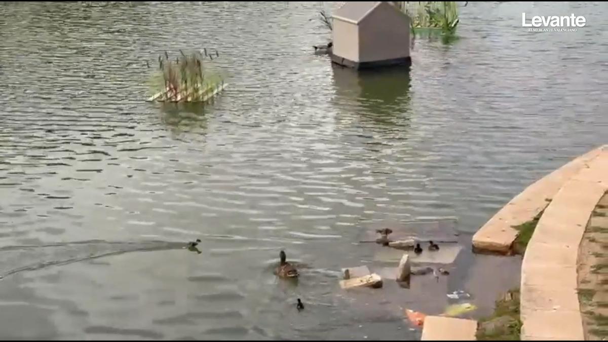 El parque de los Patos de Catarroja, un refugio para aves acuáticas que necesita ayuda