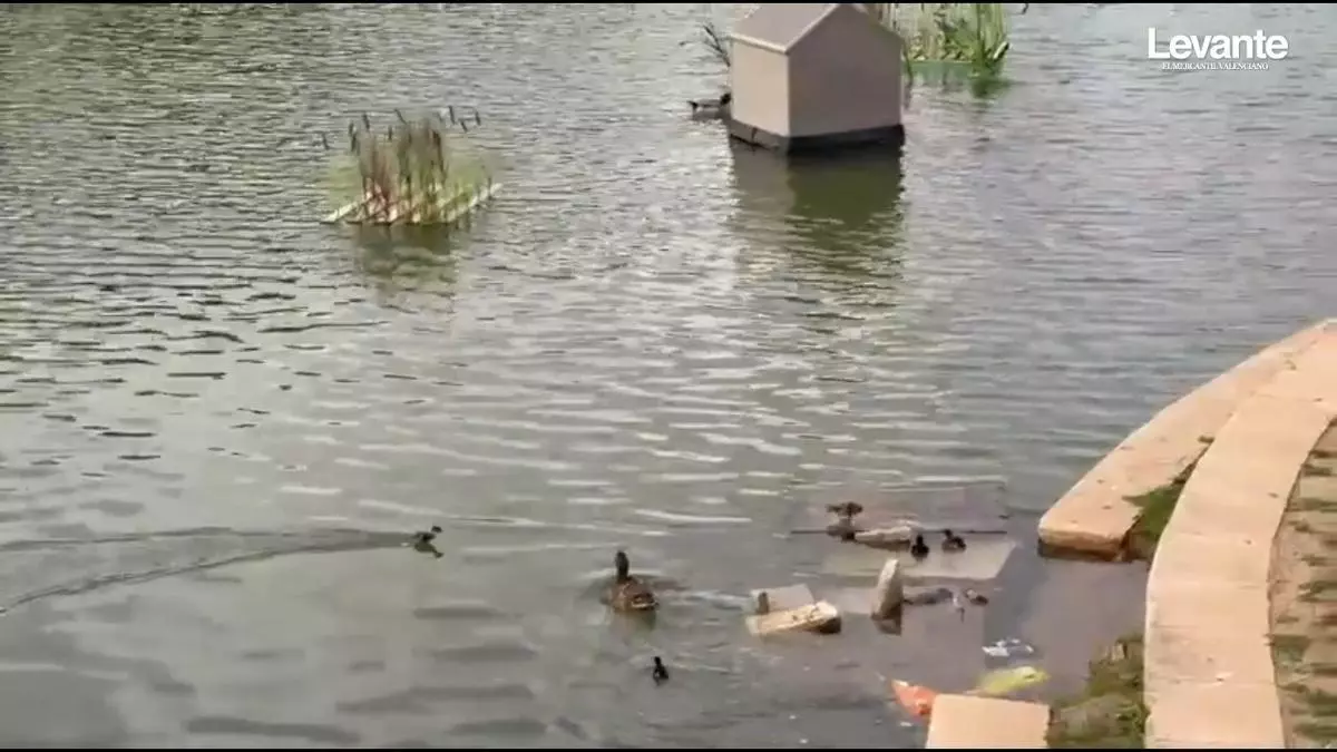 El lago de Les Barraques de Catarroja recuperará sus dos islas para proteger la colonia de patos