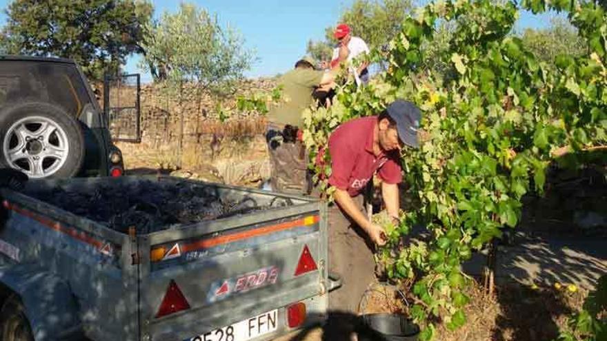 Un grupo de personas recolecta racimos en una finca de Fermoselle.