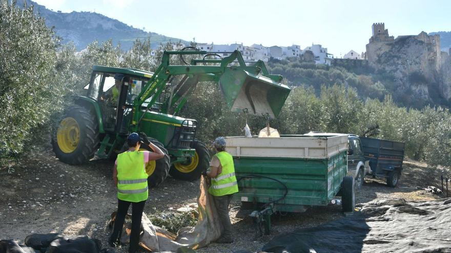 Recogida de la aceituna durante la actual campaña en la comarca de la Subbética.