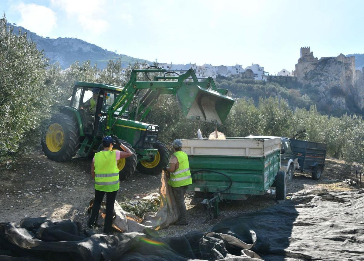 Recogida de la aceituna durante la actual campaña en la comarca de la Subbética. | MIGUEL PÁRRAGA