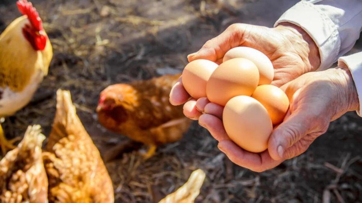 Un hombre muestra unos huevos morenos.