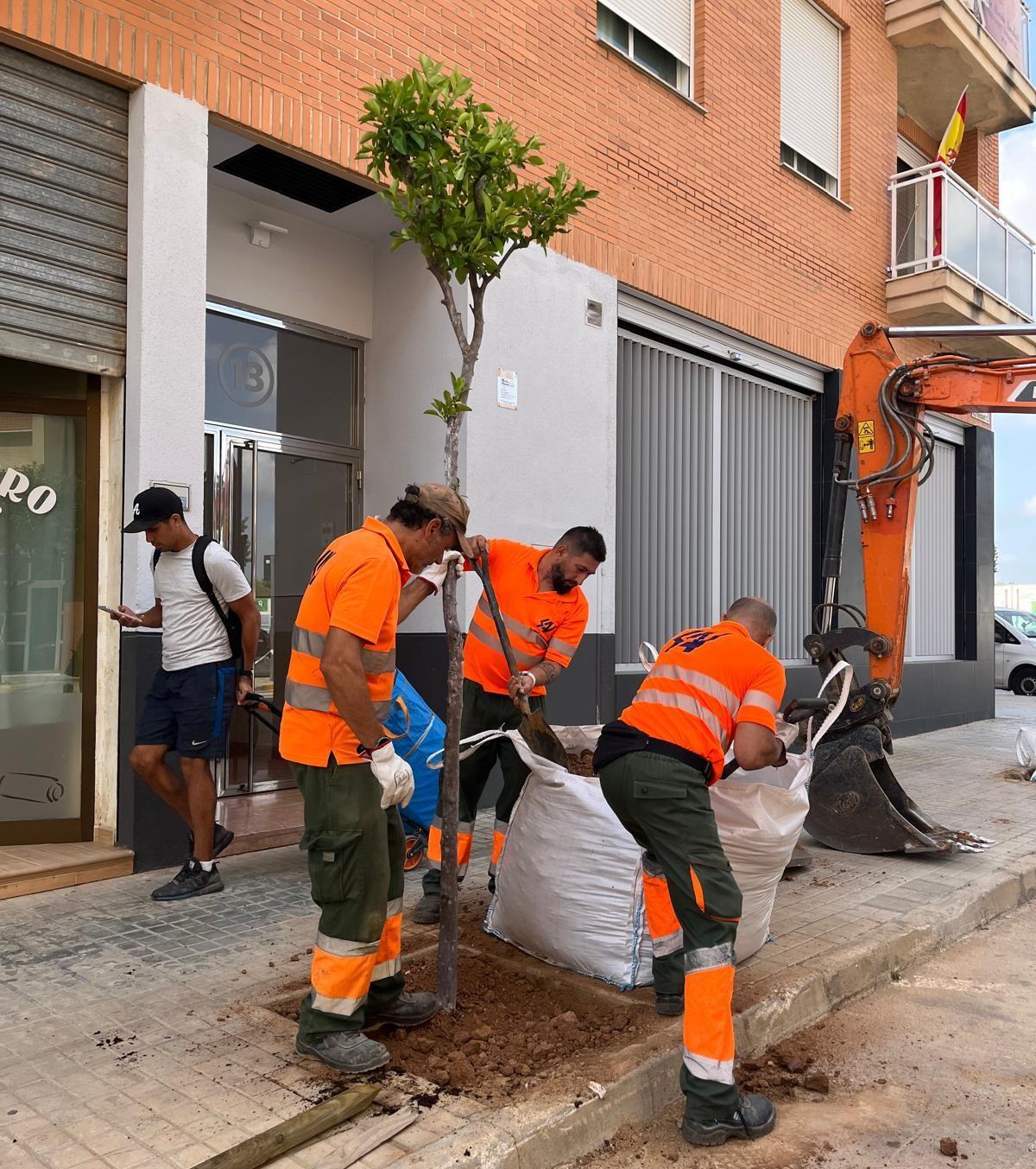 Los operarios plantan un árbol en un alcorque vacío.