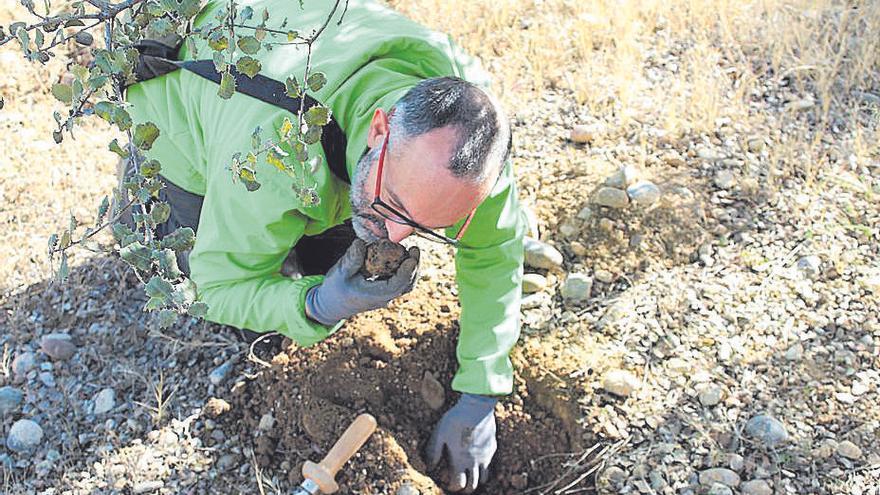 Un tècnic del CTFC olora una tòfona acabada de collir.