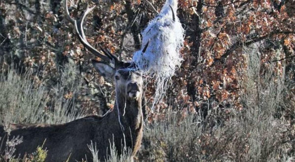 Un ciervo en apuros en Sanabria