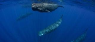 ¿Por qué Tenerife es el primer lugar 'Patrimonio de Ballenas' de Europa?