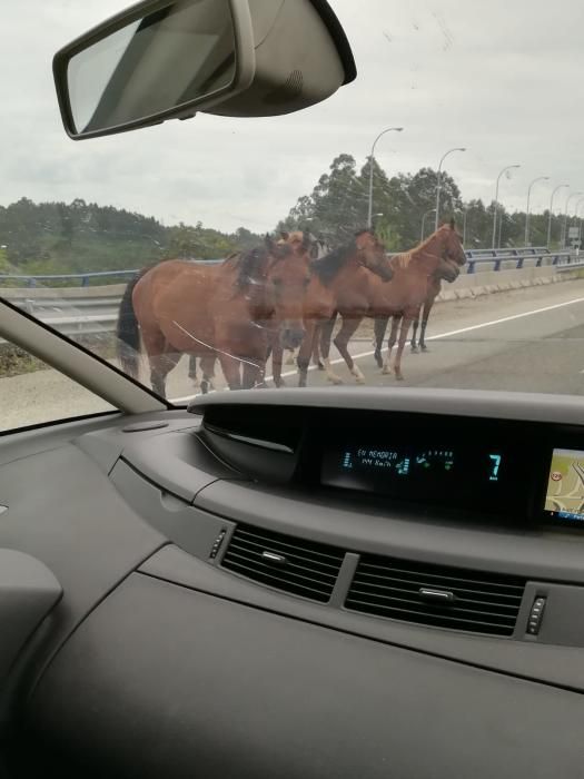 La A8 interrumpida por varios caballos