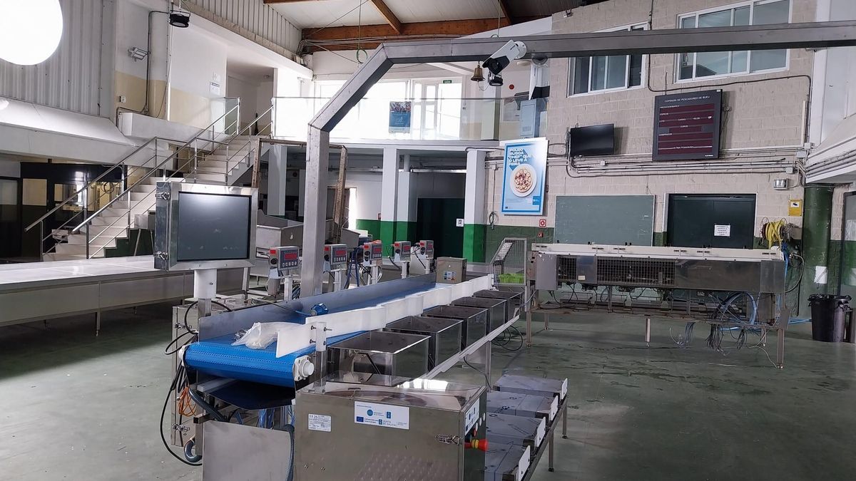 La nueva máquina clasificadora de pulpo de la lonja de Bueu, que incluye cámaras de control en la parte superior.