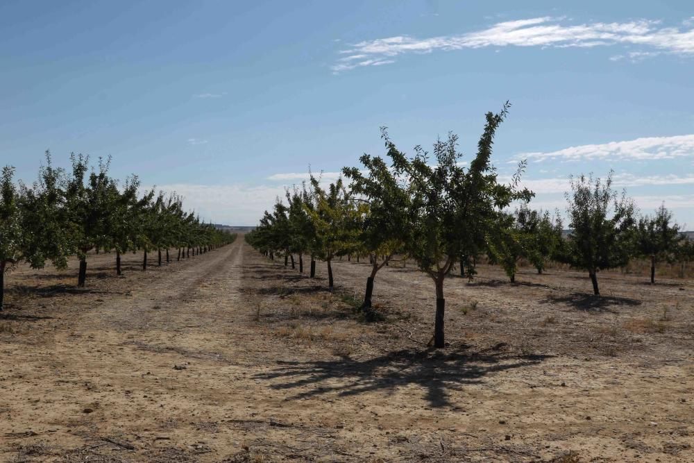 Primera procesadora de pistachos en la provincia.