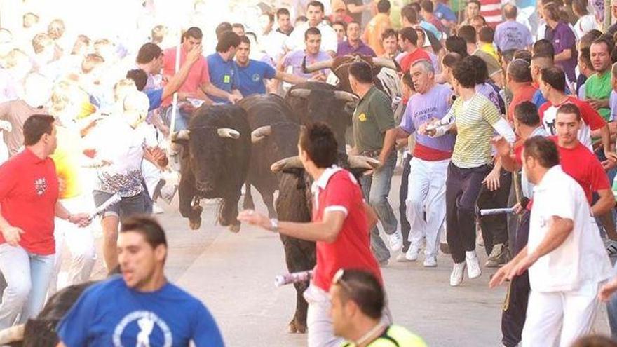 Almassora recupera el encierro de cerriles en las fiestas del Roser