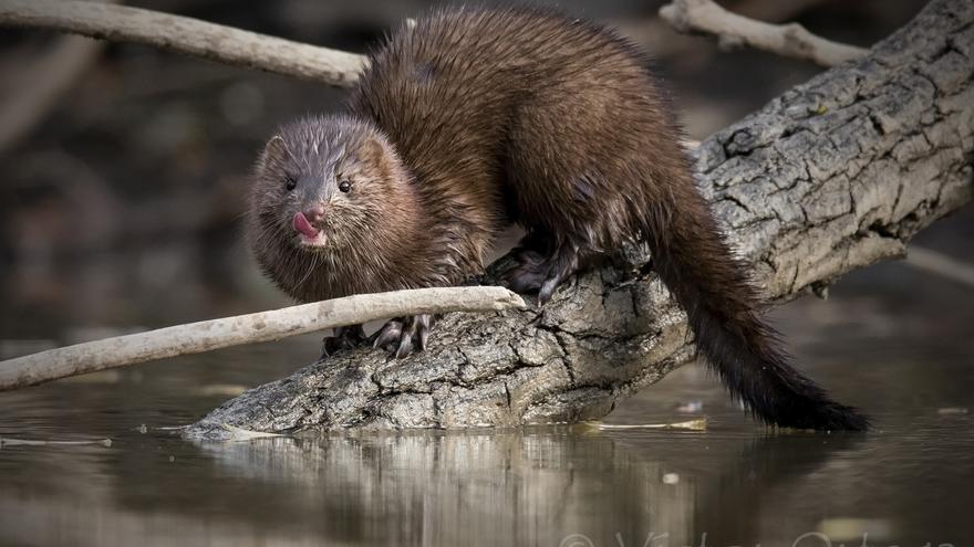 Confirman que los dos visones encontrados en la Comunitat Valenciana son los primeros animales silvestres con coronavirus de Europa