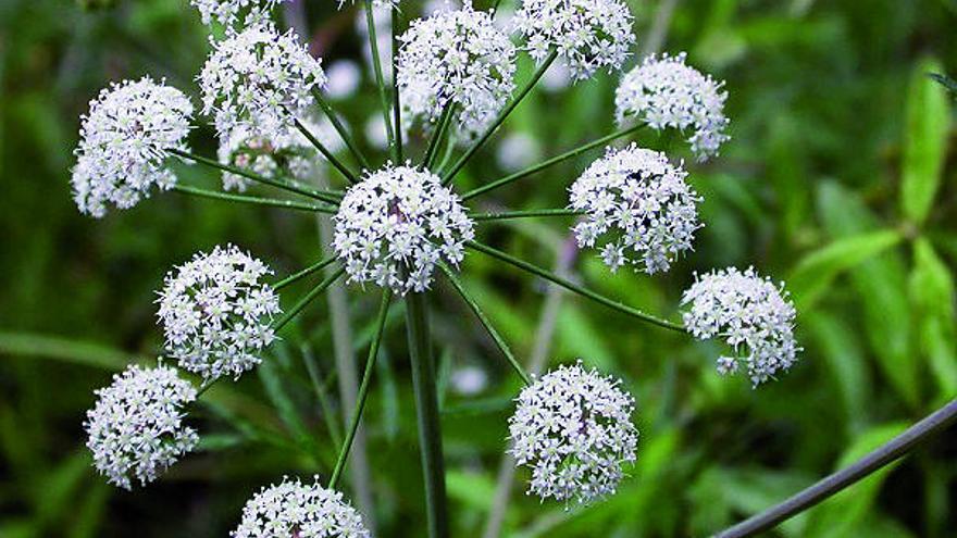 Tejo y otras plantas venenosas en Galicia | El bosque gallego también  esconde venenos