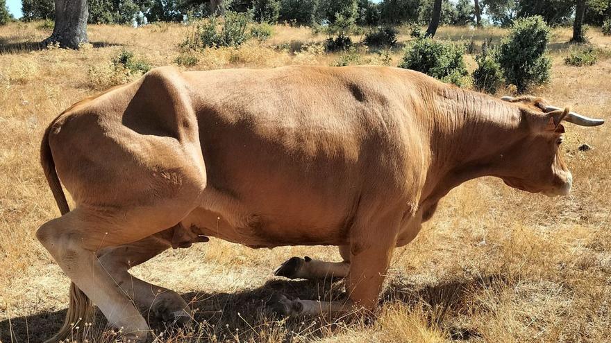 La EHE, imparable en Zamora: de las vacas a los ciervos