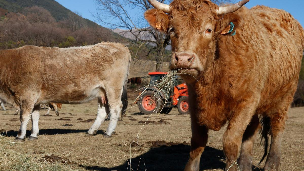 Una vaca menjant