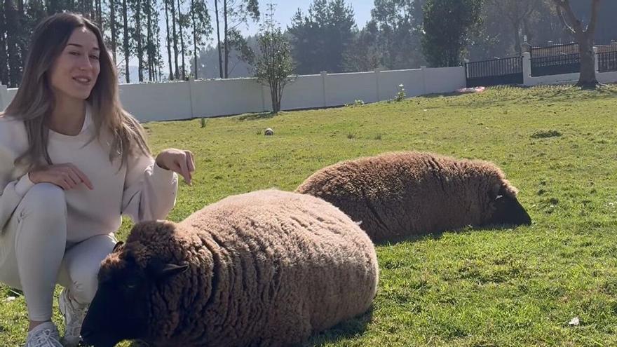Dos ovejas de Pontedeume se hacen virales por su reacción al quedarse solas durante un paseo