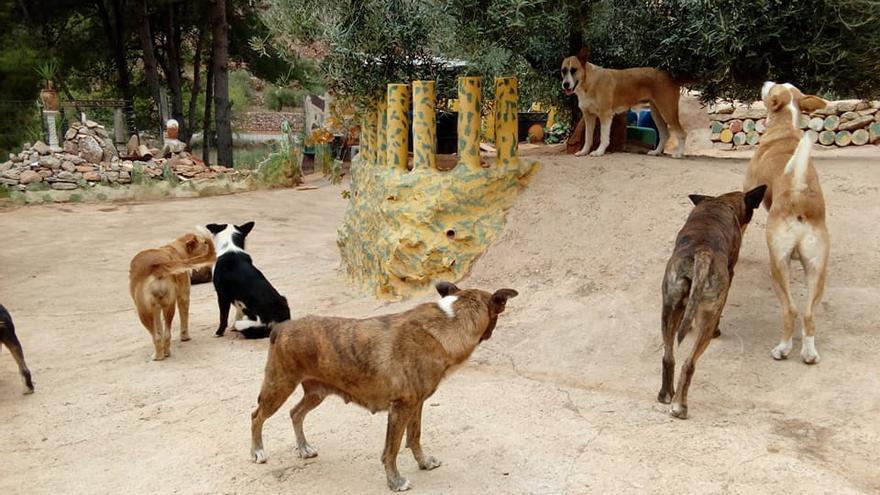 El dueño de una jauría de perros asesinos de Castellón irá a prisión