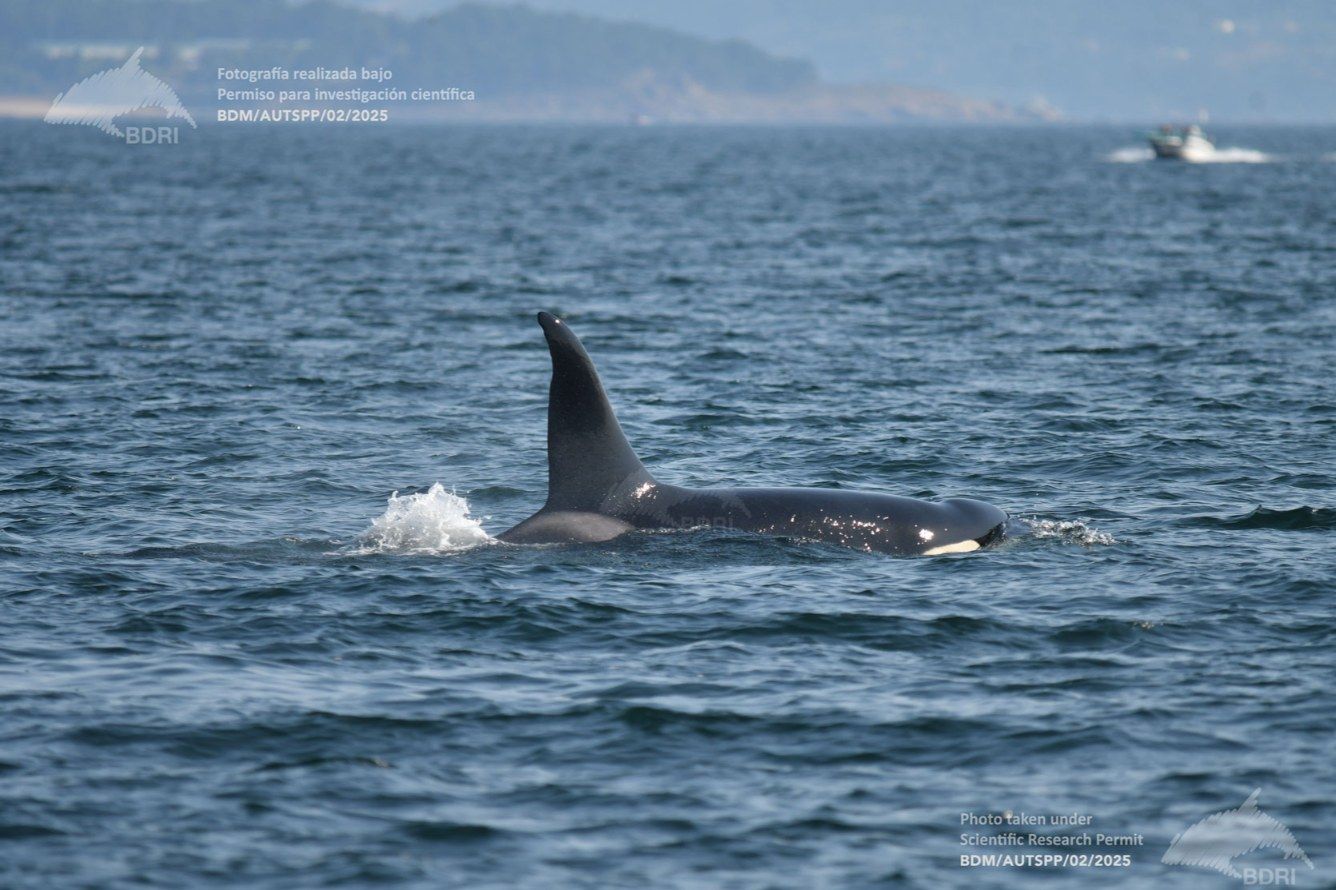 Biólogos, doctores y estudiantes del BDRI hacen un estrecho seguimiento de los mamíferos marinos en las rías de Vigo, Pontevedra y Arousa.
