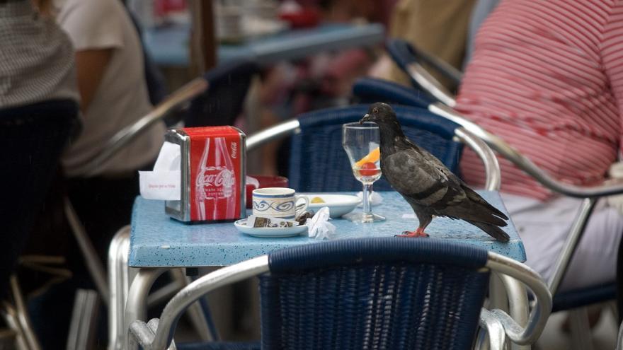 El Ayuntamiento usará redes para capturar palomas al objeto de reducir su población