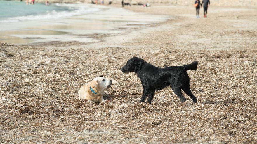 Imagen de archivo de dos perros en ses Salines.