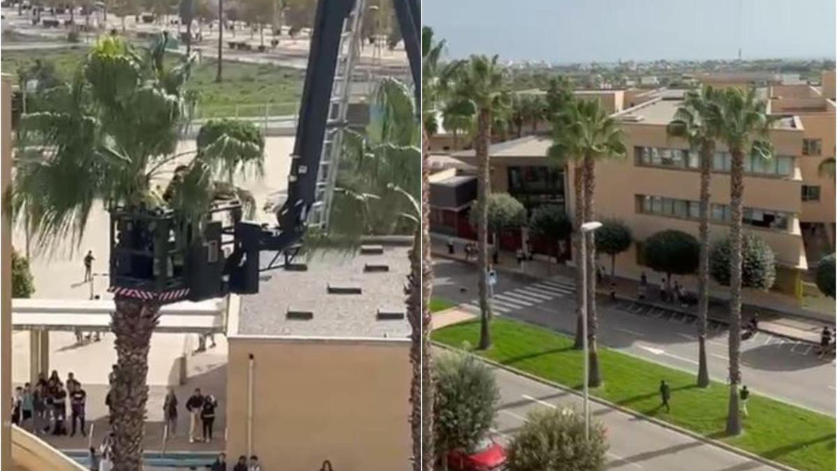 Vídeo: Un gato se precipita desde lo alto de una palmera cuando iba a ser rescatado en Castellón