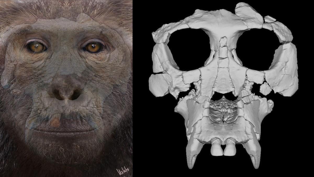 A la izquierda, reconstrucción de la apariencia de Pau. A la derecha, reconstrucción de su cráneo.