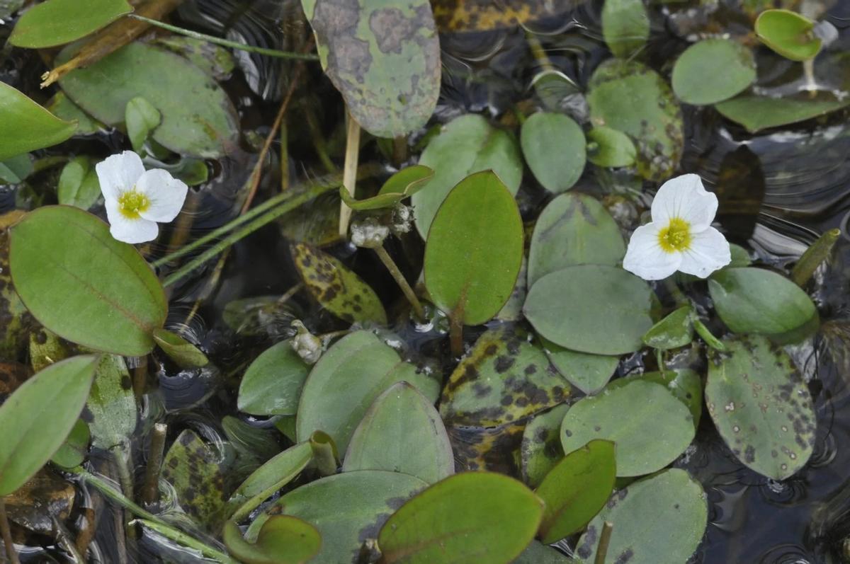 Plantas de llantén flotante (Luronium natans), en peligro de extinción.