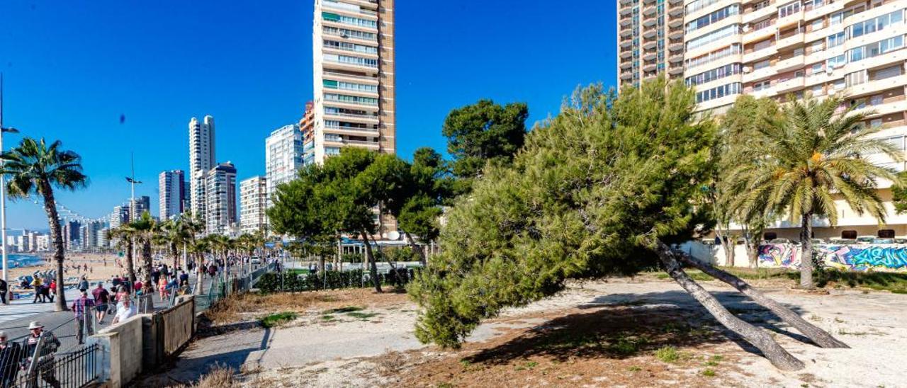 La parcela del paseo de Levante de Benidorm donde se ubicará el Aula del Mar.