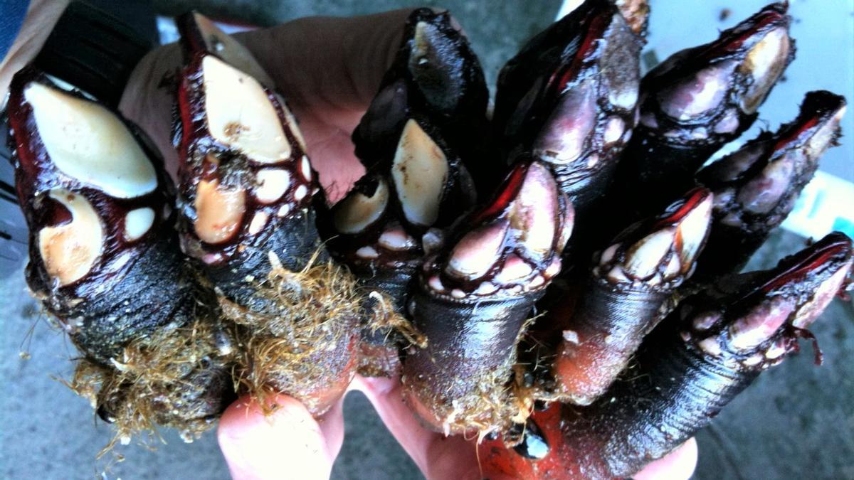 Piña de percebes recolectados en la costa de Aguiño