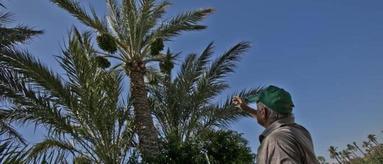 Un cultivador de dátiles de una palmera tradicional, la fruta todavía en las ramas y un ejemplar creado in vitro.