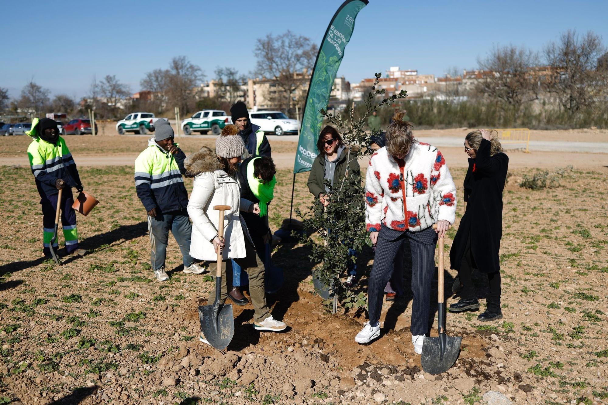 Protagonistas de los Feroz plantan árboles en el Bosque de los Zaragozanos