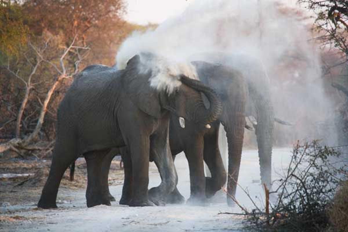 Elefantes lanzándose polvo sonbre la piel para protegerse del sol en Makgadikgadi Pans.