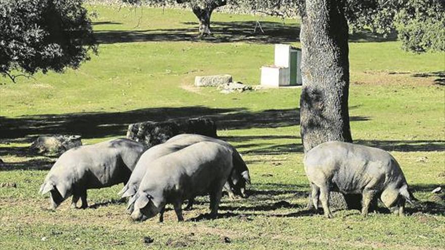 La producción de carne aumenta un 32% en el último año en Córdoba