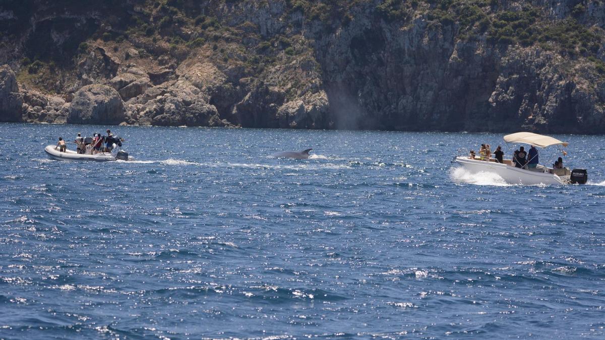 Una de las amenazas es que los navegantes no respeten las normas y la distancia con las ballenas.