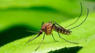 Adiós a los mosquitos por la noche: la planta de Leroy Merlin que impide que entren en la habitación