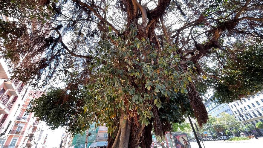 Intentan &#039;envenenar&#039; de nuevo al ficus monumental de la Plaza de España