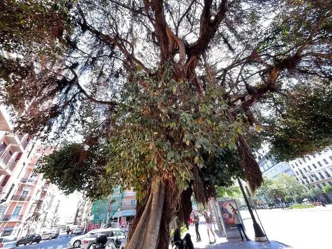 Intentan 'envenenar' de nuevo al ficus monumental de la Plaza de España