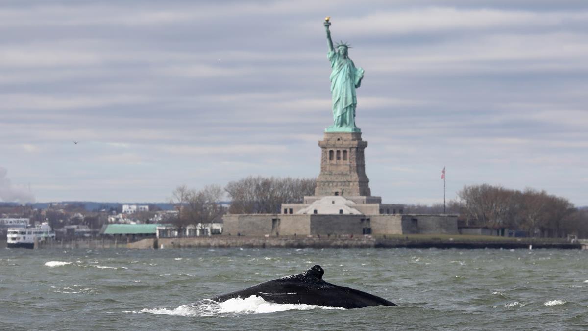 Una ballena nada junto a la estatua de la Libertad