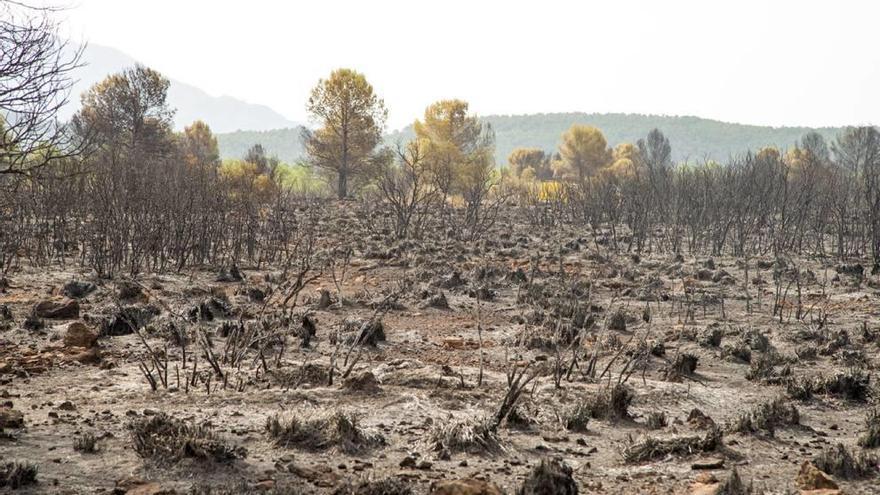 Estado de la zona en el Chopillo de Moratalla tras el incendio forestal.